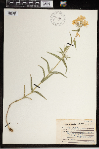 Phlox pilosa image