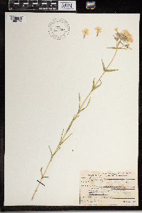 Phlox pilosa image