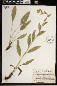 Solidago rigida image