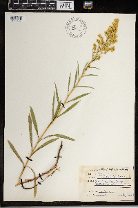 Solidago juncea image