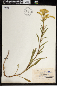 Solidago juncea image