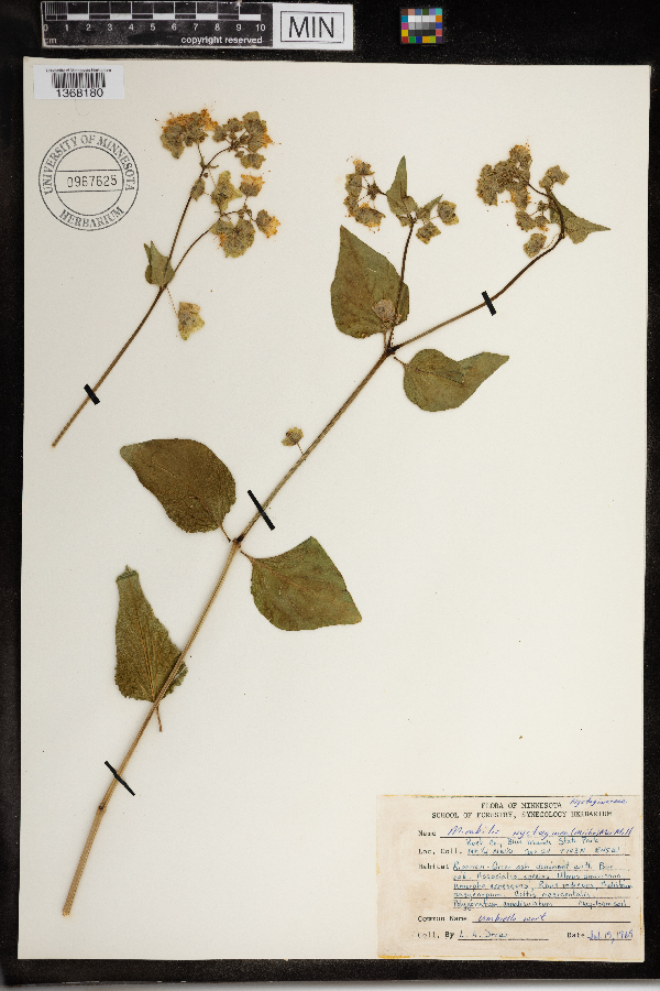 Mirabilis nyctaginea image