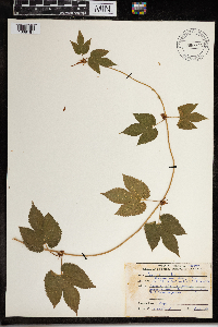 Humulus lupulus image