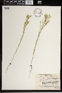 Linum sulcatum image