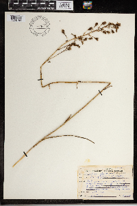 Zigadenus elegans image