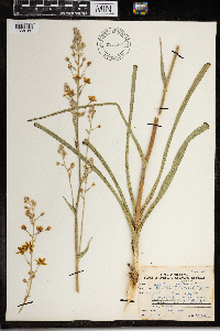 Zigadenus elegans image