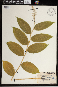 Maianthemum racemosum image