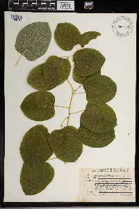 Image Associated With the Occurrence