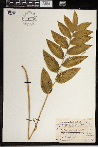 Polygonatum biflorum image