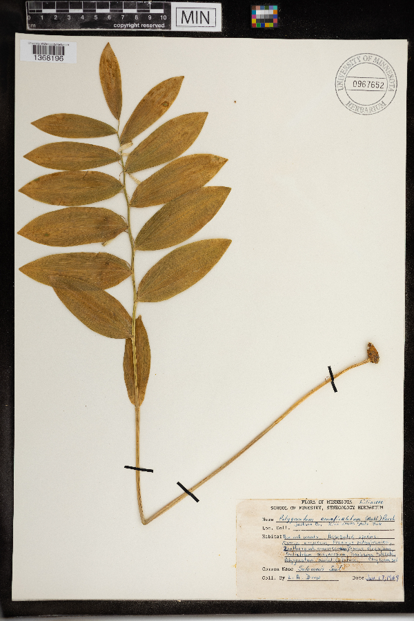 Polygonatum biflorum image