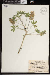 Media resource of Pediomelum esculentum