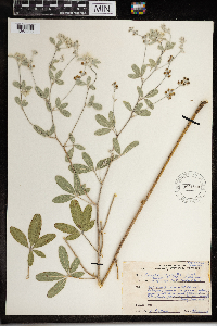 Media resource of Pediomelum argophyllum
