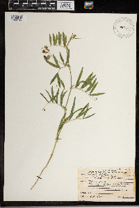 Lathyrus palustris image