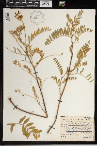 Astragalus canadensis image