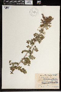 Amorpha canescens image