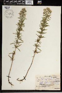Pycnanthemum virginianum image