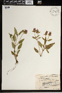 Image Associated With the Occurence