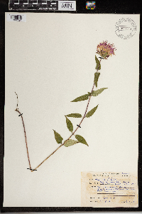 Monarda fistulosa image