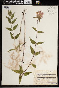 Monarda fistulosa image