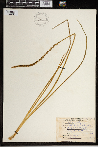 Triglochin maritima image