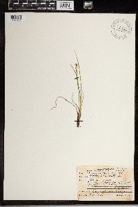 Sisyrinchium mucronatum image
