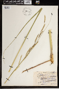 Spartina pectinata image