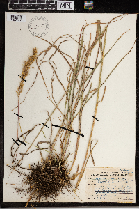 Sorghastrum nutans image