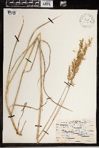Sorghastrum nutans image