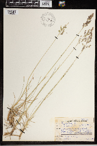 Poa pratensis image