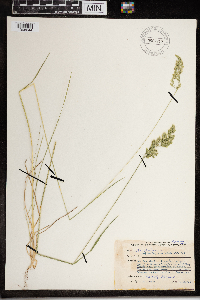 Poa pratensis image