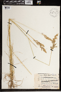 Poa pratensis image