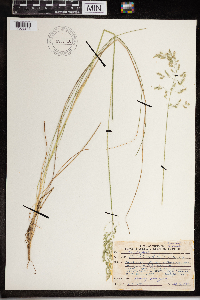 Poa pratensis image