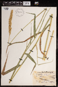 Phalaris arundinacea image