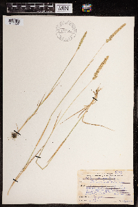 Koeleria macrantha image