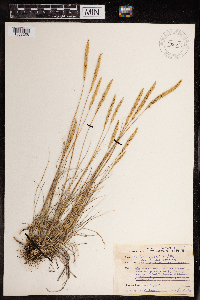 Koeleria macrantha image