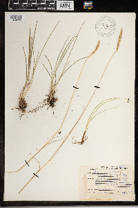 Koeleria macrantha image