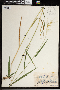 Elymus hystrix image