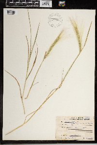 Hordeum jubatum image
