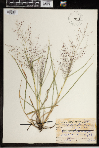 Eragrostis spectabilis image