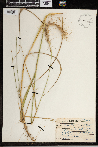 Elymus canadensis image