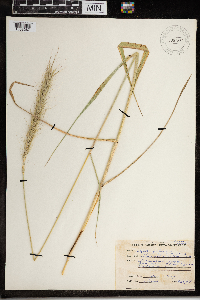 Elymus canadensis image