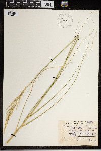 Calamovilfa longifolia image