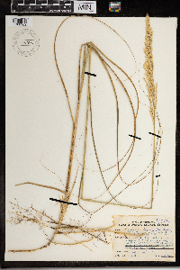 Calamovilfa longifolia image