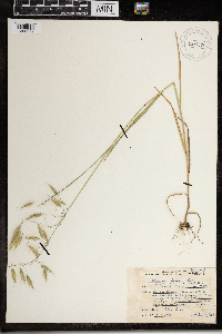 Bromus japonicus image