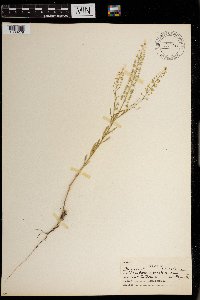 Lepidium densiflorum image