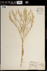 Lepidium virginicum image