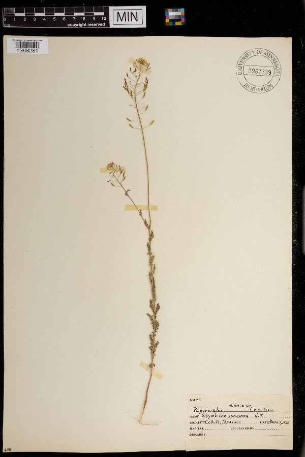 Descurainia pinnata image