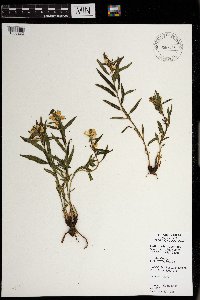 Pedicularis racemosa image