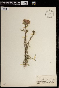 Image of Castilleja indivisa