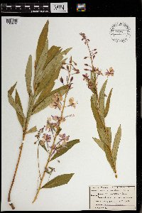 Chamaenerion angustifolium image